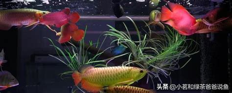 龍魚混養|龍魚混養心得 